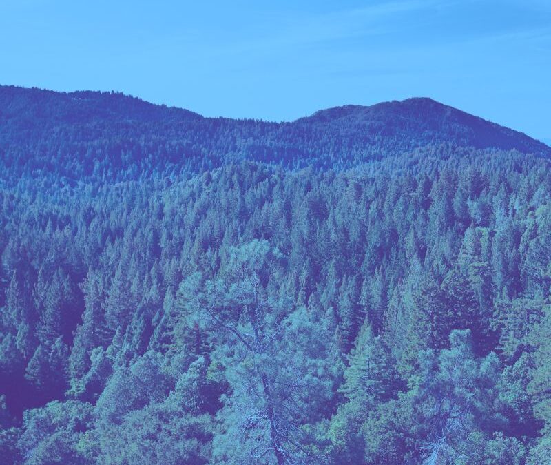 Annual update to Emissions Trading Scheme settings